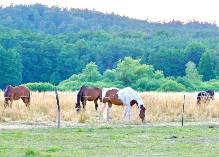 Stallgefluester * Михендорф